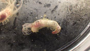 Media type: image;   Invertebrate Zoology 153118 Description: live specimen;